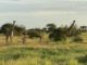giraffes in Amboseli
