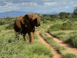 young bull elephant in Samburu
