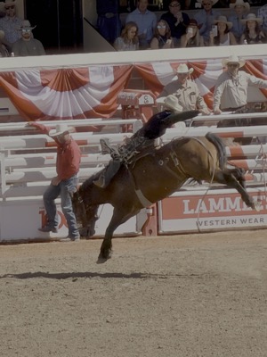 calgary stampede